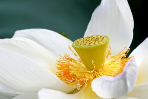lotus